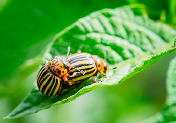 Macro Shot Of Potato Bug On Leaf