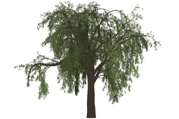 Fototapeta premium Pepper Tree