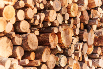 Log of wood for heating rope. Slice of tree.