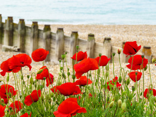 Obraz premium Poppies on seashore and wooden groynes on the background.