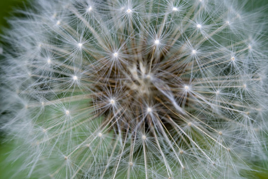 Fiore di tarassaco