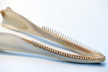 カマイルカ下顎骨