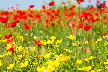 Fototapeta premium Pavots and conquelicots flowers and yellow wild flowers