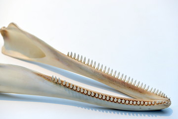 カマイルカ下顎骨