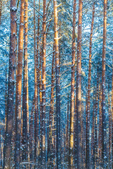 Winter Forest Trees  Nature Snow Woods