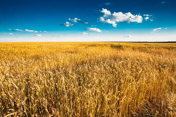 Naklejka premium Yellow Wheat Ears Field On Blue Sunny Sky Background. Rich Harve