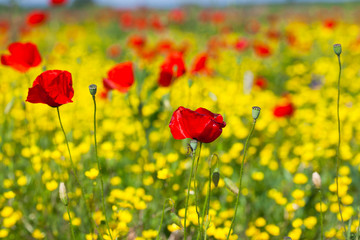 Yellow and red flowers in the field