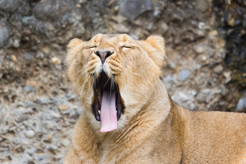 Obraz premium Tired female lion yawning