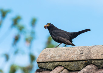 Bringing Home The Worms