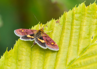 Mint Moth
