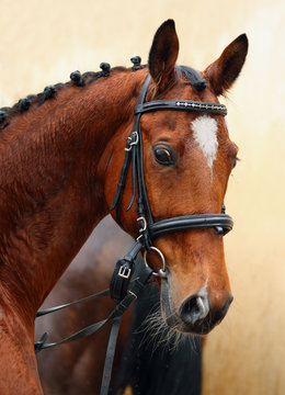 Dutch warmblood dressage horse in stable 