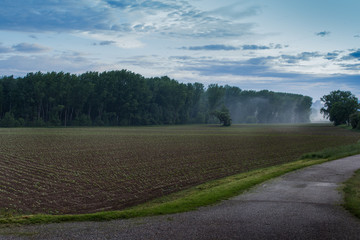 Corn Field in a Foggy Morning
