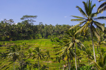 Fototapeta na wymiar Tegalalang rice terrace. Bali