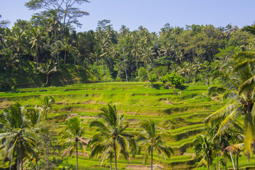 Fototapeta na wymiar Tegalalang rice terrace. Bali