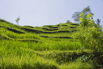 Tegalalang rice terrace. Bali