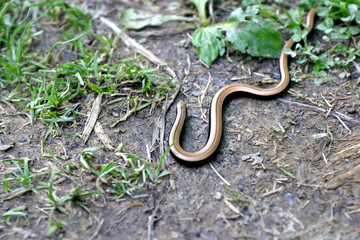 Padalec - jaszczurka beznoga © agatop