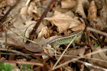 Jaszczurka © agatop