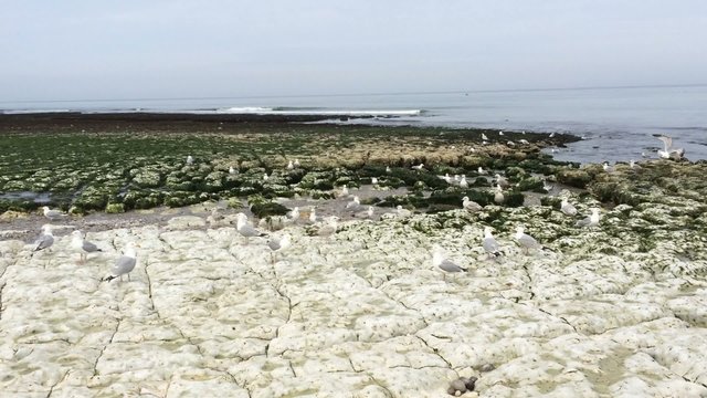 Flying seagulls in france