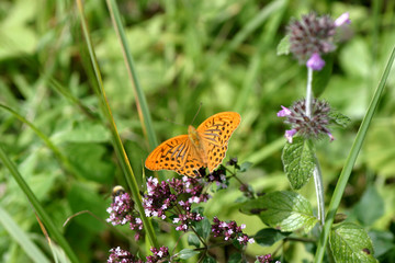 Motyl na kwiatku © agatop