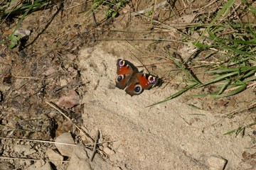 Motyl © agatop