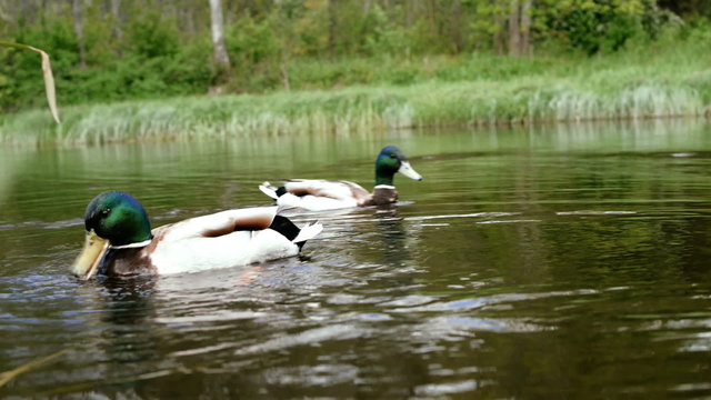 Feeding ducks on the river.