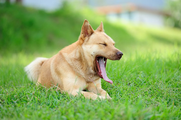 yawning dog