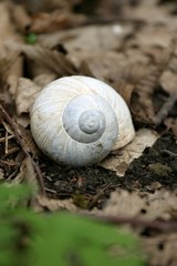 Ślimak biały © agatop