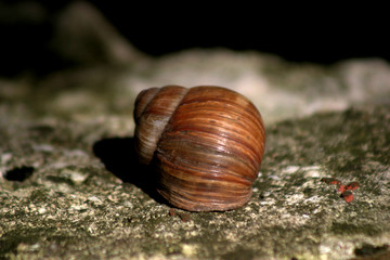 Ślimak brązowy © agatop