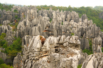 Shi Lin stone forest national park. Kunming. China.
