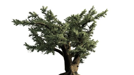 Cedar of Lebanon tree - separated on white background