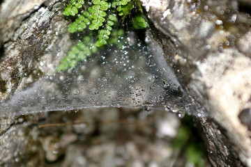 Krople wody na pajęczynie
