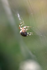 Pająk na pajęczynie © agatop