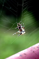 Pająk na pajęczynie © agatop