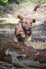 Fototapeta na wymiar Dog Running Through Forest