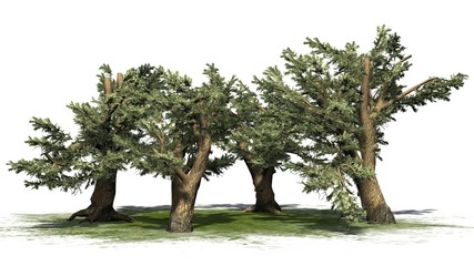 Fototapeta na wymiar Cedar of Lebanon tree cluster - separated on white background