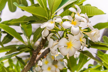 Branch of frangipani tree close up
