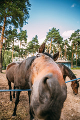 Funny Brown Horse Close Up Head