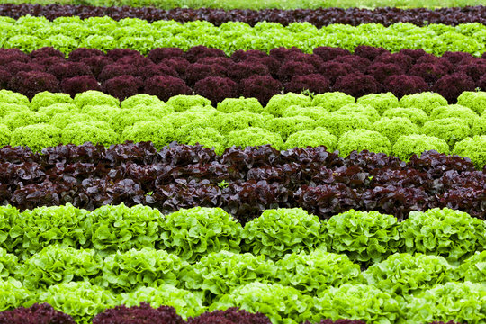 Salatfeld mit Rotem und Grünem Salat