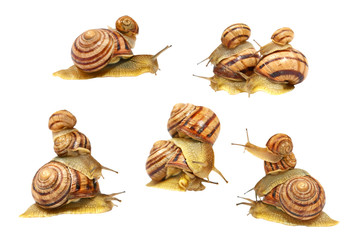 Set of snails.Isolated.