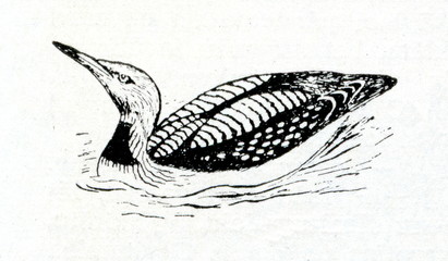 Fototapeta premium Black-throated loon (Gavia arctica)