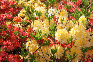 Azaleas  bushes blossoming. Spring garden.