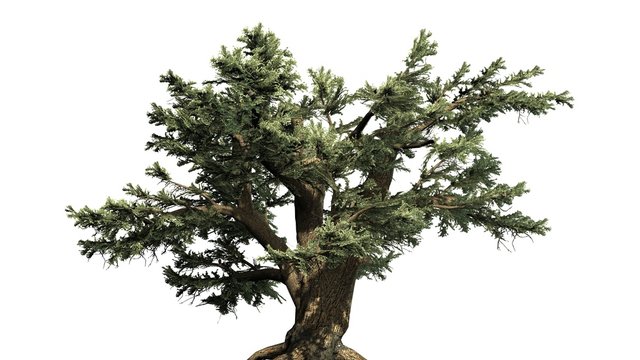 Cedar of Lebanon tree - separated on white background