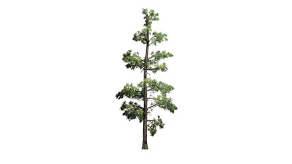 Eastern white pine tree cluster - separated on white background