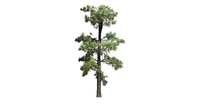 Eastern white pine tree cluster - separated on white background