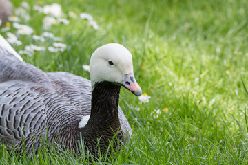 Magellan Goose portrait