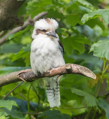 Laughing Kookaburra Portrait