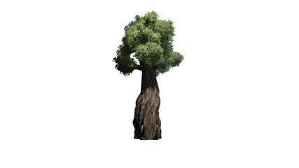 Obraz premium giant redwood tree - separated on white background
