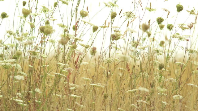 A pan shot of tall grasses in a field. Medium shot.