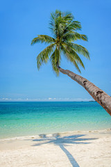 Plakaty  Pochylona palma nad plażą z turkusowym morzem