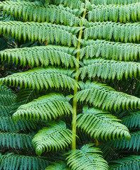 ferns for background